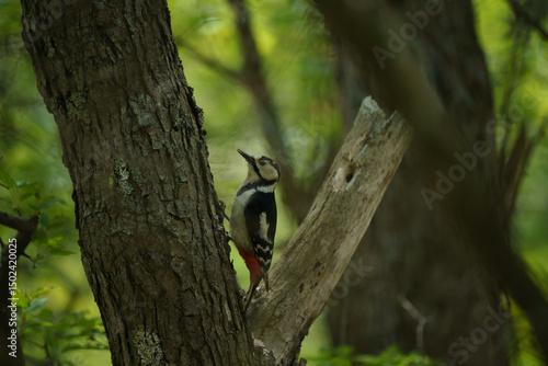ウトナイ湖の野鳥