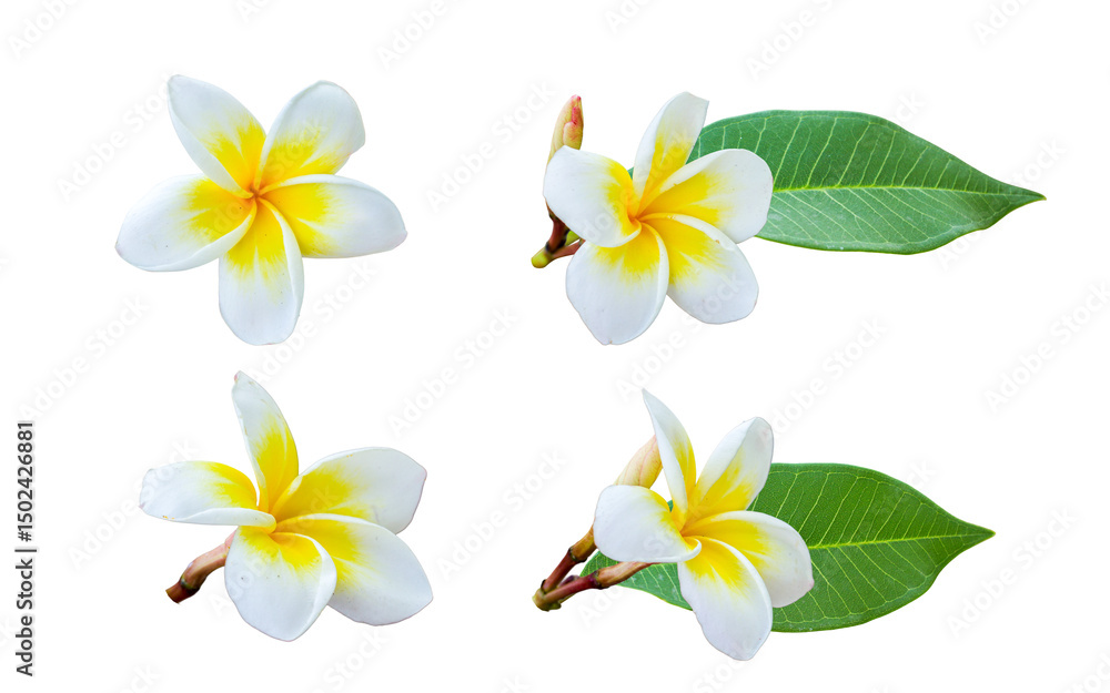Fototapeta premium Frangipani flowers with green leaf or spa flower isolated on white