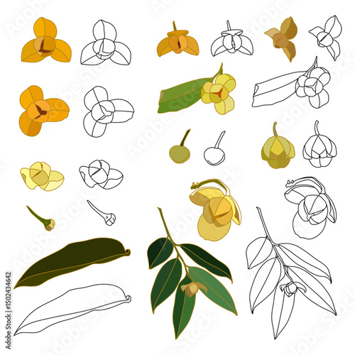 Set melodorum fruticosum lour, White cheesewood or scientific name melodorum fruticosum lour, botanical illustration and illustration isolated on white background