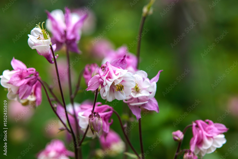 pink flowers in the garden pink flowers in the garden