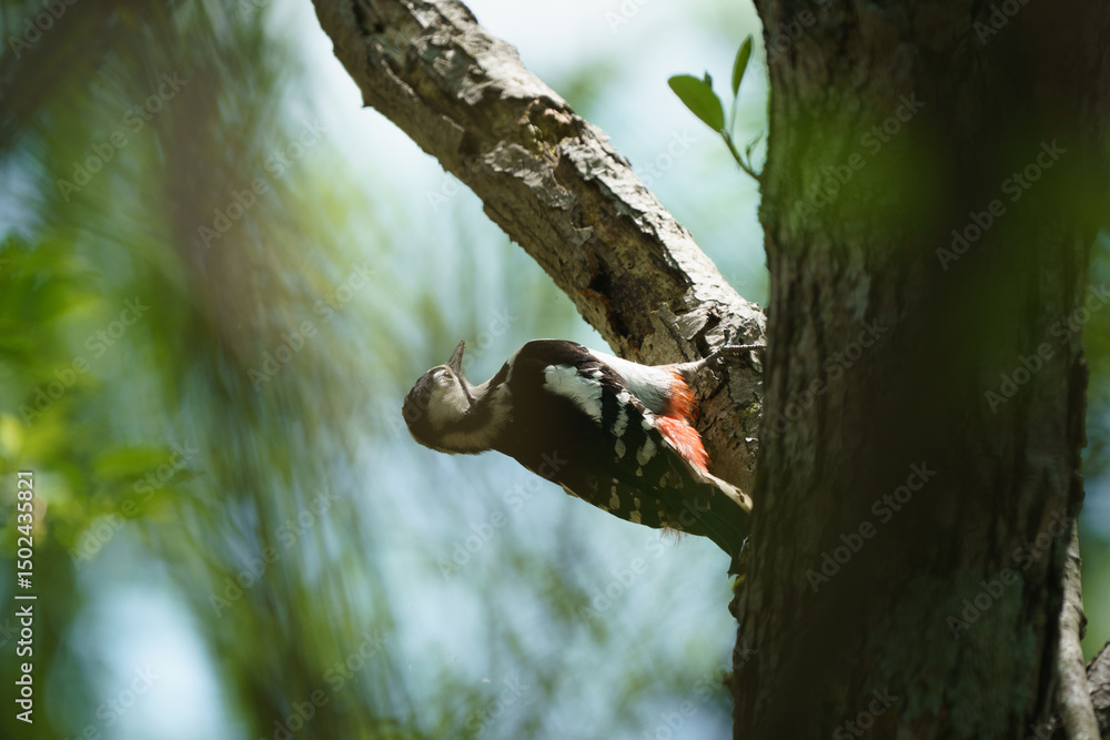 Fototapeta premium ウトナイ湖の野鳥