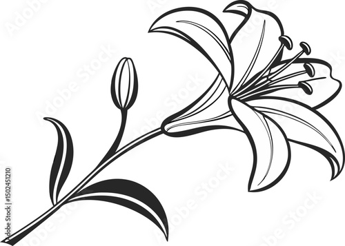 Lily Flower Illustration Design. Elegant Lily Bloom Line Art. Botanical Lily Flower Outline. Hand Drawn Lily Floral Design. Minimal Lily Flower Drawing