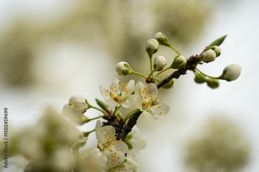春に咲くモモの花 春に咲くモモの花
