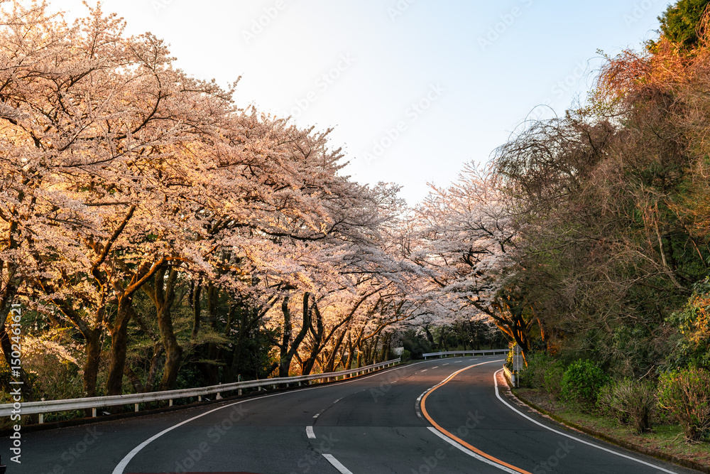 Naklejka premium 神奈川県の箱根ターンパイクの峠道にある桜が美しい駐車場