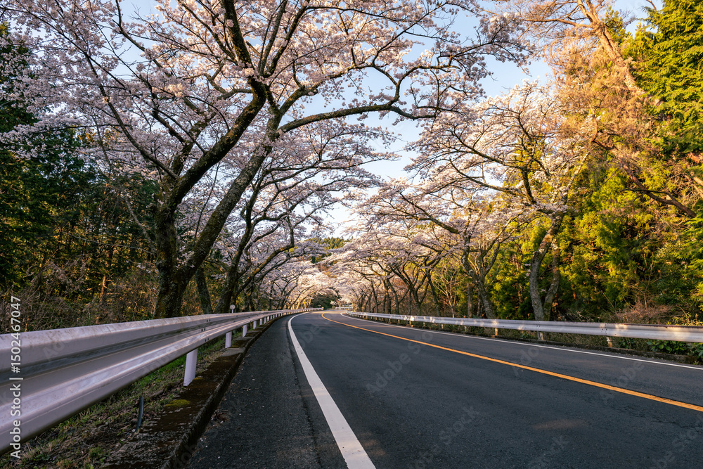 Fototapeta premium 神奈川県の箱根ターンパイクの峠道にある桜が美しい道路