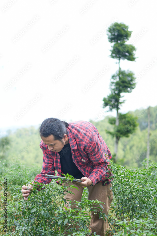 Fototapeta premium chili vegetable farmer on mountain slope inspect analyzing field using tablet technology. rural modern farming lifestyle negative copy space