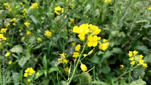 Honeybee Collecting Nectar from Sunflower | Relaxing Nature Video