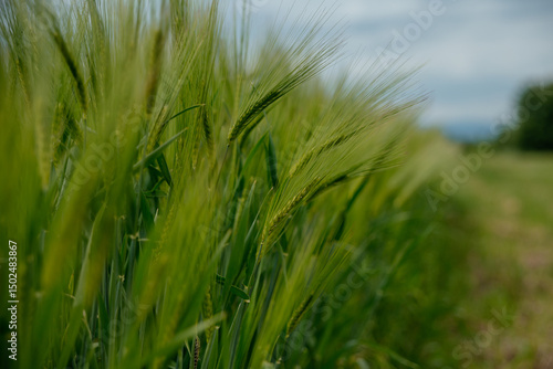green wheat field, wheatear closeup 