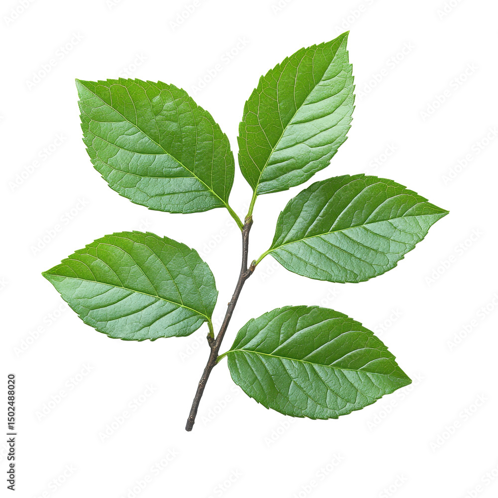 Fototapeta premium Ficus branch isolated on transparent background. PNG