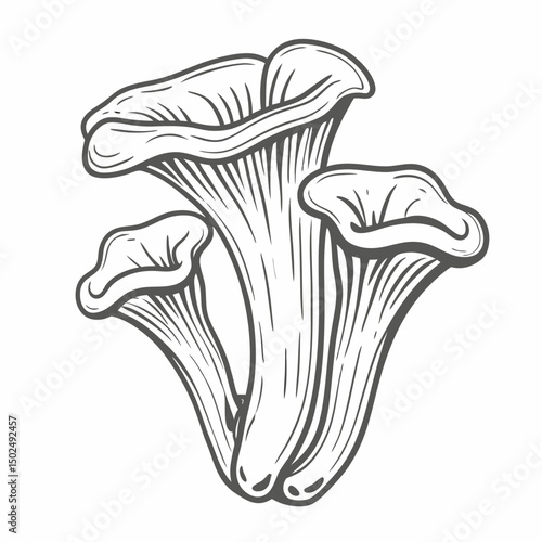 Black Trumpet Mushroom Line Art Illustration