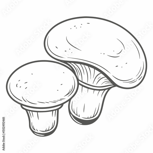 Giant Puffball Mushroom Line Art Illustration