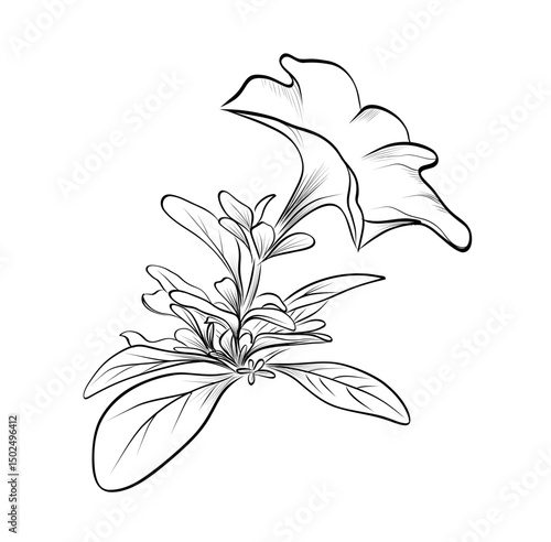 Single petunia flower with foliage vector