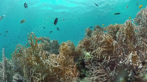 Wallpaper Mural Tropical colourful underwater seascape.The underwater world with colored fish and a coral reef. Philippines. Torontodigital.ca