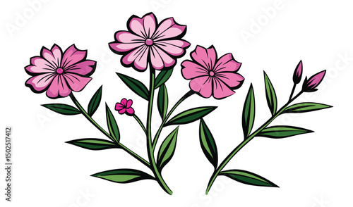 Pink soapwort and bouncing bet flowers botanical illustration
