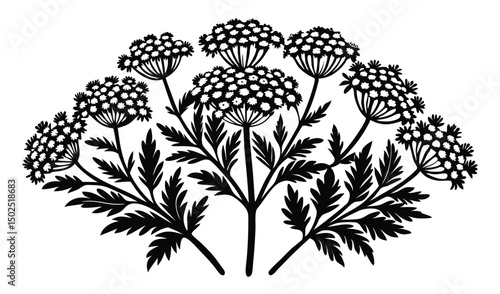 Yarrow and achillea flowers with flat topped clusters