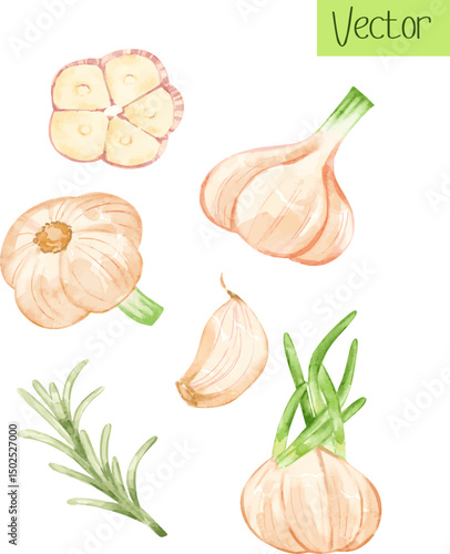Watercolor Set of Garlic, vector organic element suitable for culinary blogs, ecofriendly branding, and recipes.
