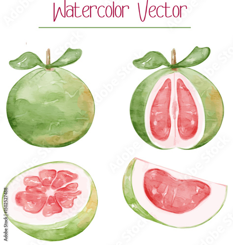Watercolor set of Pomelo grapefruit, green skin and red sections orange. Tropical fruit vector illustration for agricultural tropical product, fruit element.