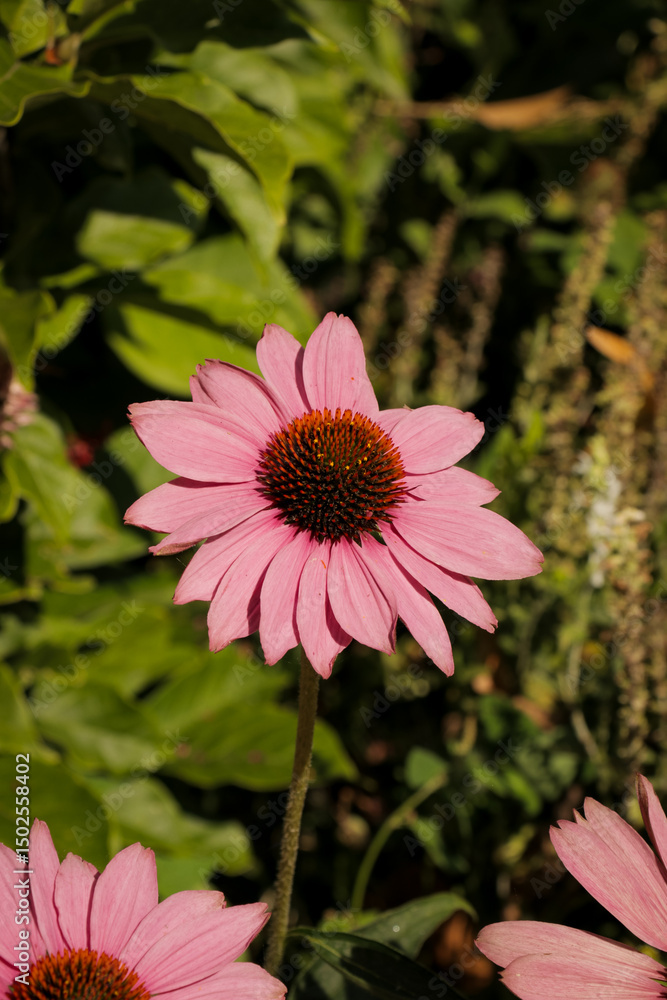 Fototapeta premium Close-up of blooming pink coneflowers with rich textures and vivid colors, showing the fine structure of the spiky cone and delicate petals in a serene outdoor garden