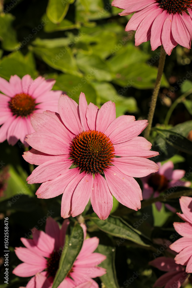 Obraz premium Pink wildflowers blooming in a natural garden meadow.