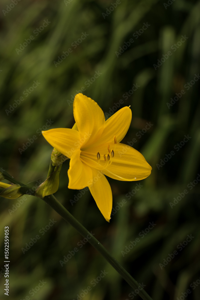 Obraz premium Close up of one single yellow daffodils flower growing in garden. Floral plant in grass background.