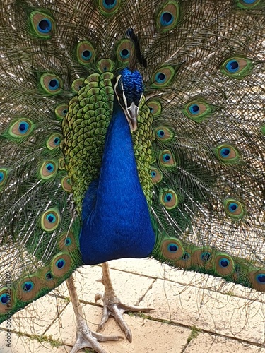 Beautiful Peacock with its amazing feathers
