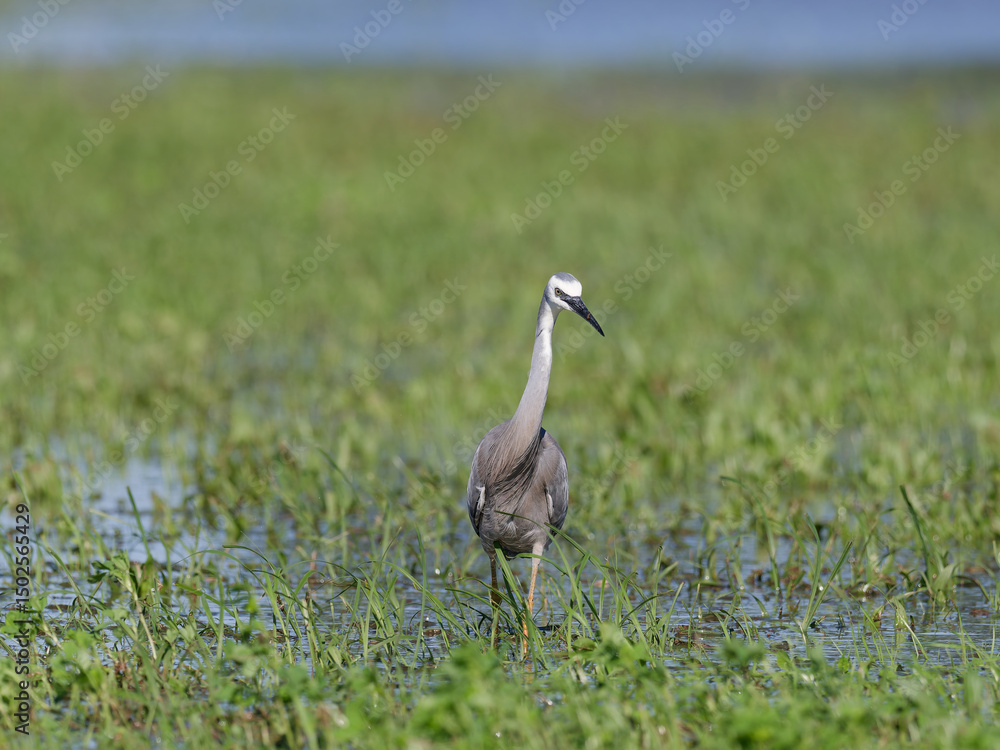 Fototapeta premium White Faced Heron or White Fronted Heron (Egretta novaehollandiae) foraging for food on a flooded pasture after heavy rain.