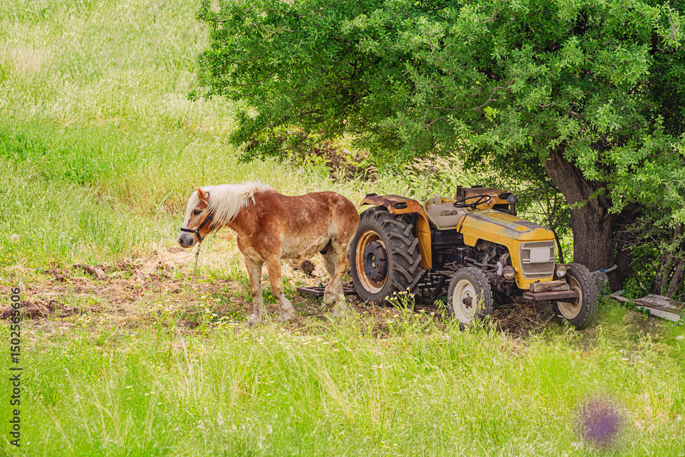 Obraz premium Horse grazes beside a vintage tractor under a lush tree in a green meadow, showcasing rural life and agricultural heritage
