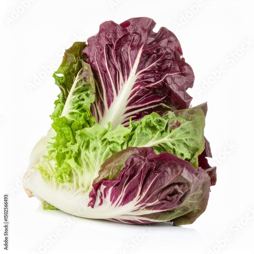 Escaroles on Isolated White Background – Crisp Leafy Greens with Mild Bitter Flavor and Studio Lighting