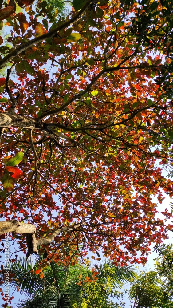 autumn leaves in the park autumn leaves in the park