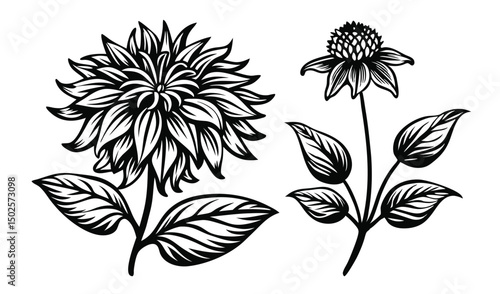Bee balm and bergamot flowers shaggy tubular blooms illustration