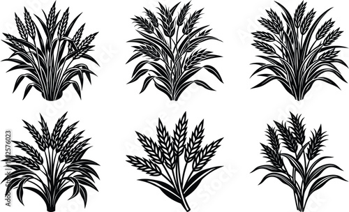 Wheat Plant Ears - Vector Wreath wheats ears icons and rice seed logo design elements set , Set of hand drawn rice plant illustrations. Illustration of rice plant or rice ear


