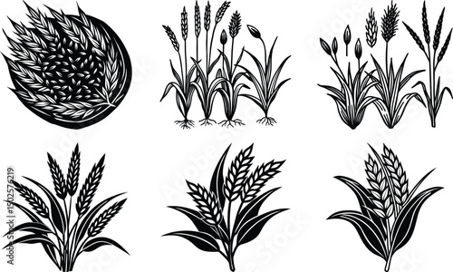Wheat Plant Ears - Vector Wreath wheats ears icons and rice seed logo design elements set , Set of hand drawn rice plant illustrations. Illustration of rice plant or rice ear


