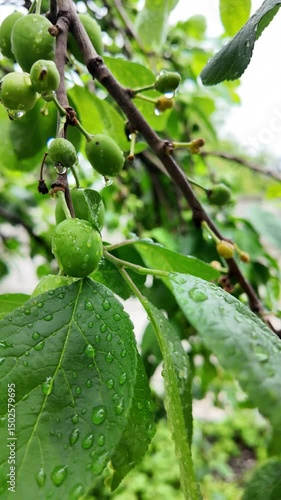 Wallpaper Mural A branch of cherry plum with unripe green large fruit in backlighting. unripe plum on the branch of a tree Torontodigital.ca