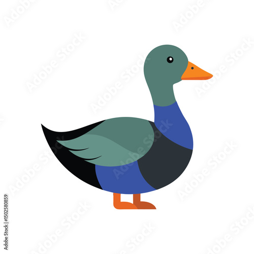Gadwall vector