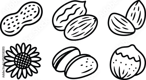 Outlined set of assorted nuts and sunflower seed heads isolated