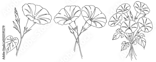 朝顔の花の白黒の線画ベクターイラスト 花束/ブーケ/一輪の花/シンプルでおしゃれな手書きのラインアート アサガオ