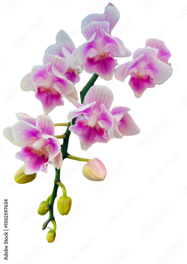 Fototapeta premium pink orchid isolated on white background