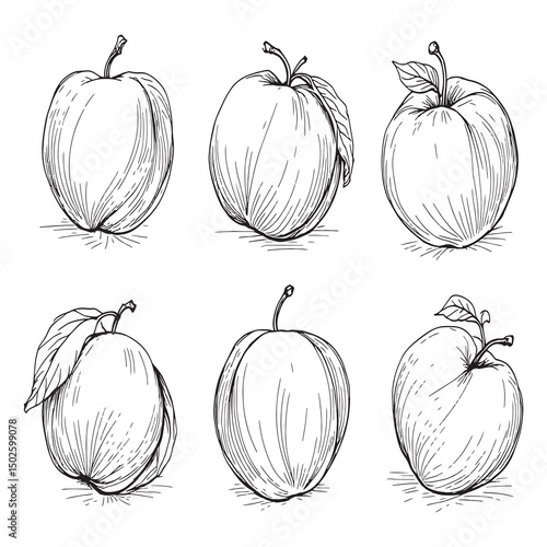 Fresh ripe nectarine fruit line art vector illustration