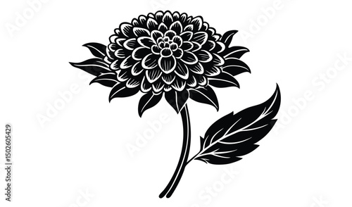 Statice and scabiosa flower illustration with papery bracts