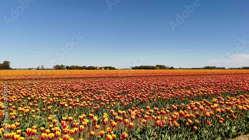 Wallpaper Mural Blooming tulip fields swaying gently under blue sky Torontodigital.ca
