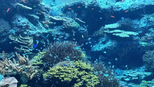 沖縄美ら海水族館