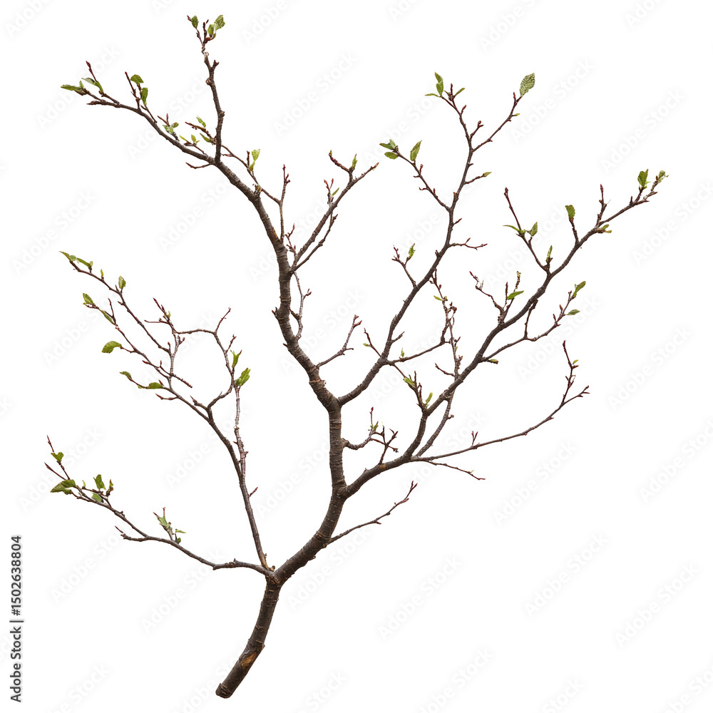 Fototapeta premium Transparent Branch with Fresh Green Leaves on a White Background