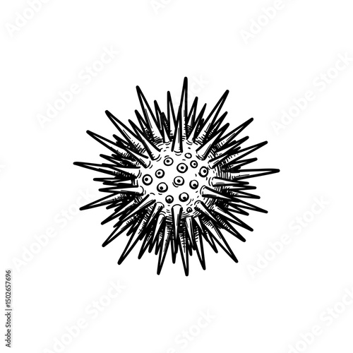 Beach Sea Urchin Icon
