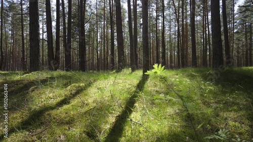 Walk through coniferous forests in the sand dunes of the Baltic. A popular place for active recreation of residents and tourists in Latvia. High quality 4k footage