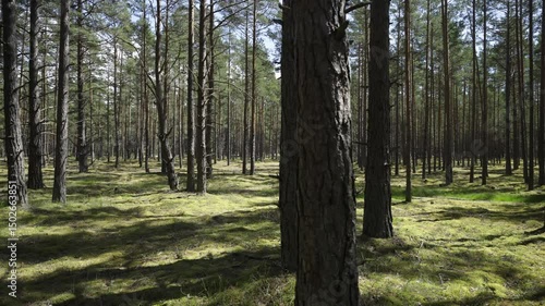 Walk through coniferous forests in the sand dunes of the Baltic. A popular place for active recreation of residents and tourists in Latvia. High quality 4k footage
