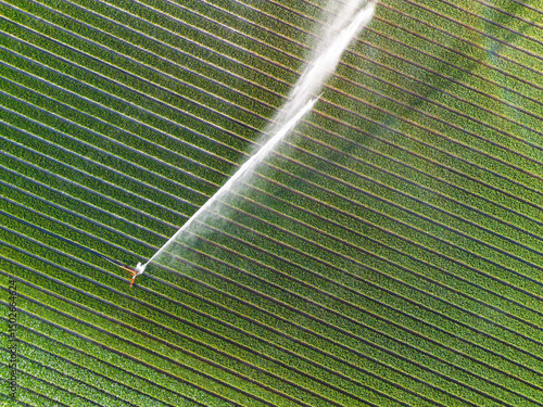 Aerial view of colorful tulip fields with a central sprinkler spraying water, showcasing vibrant rows of crops and greenhouses in the Dutch countryside.