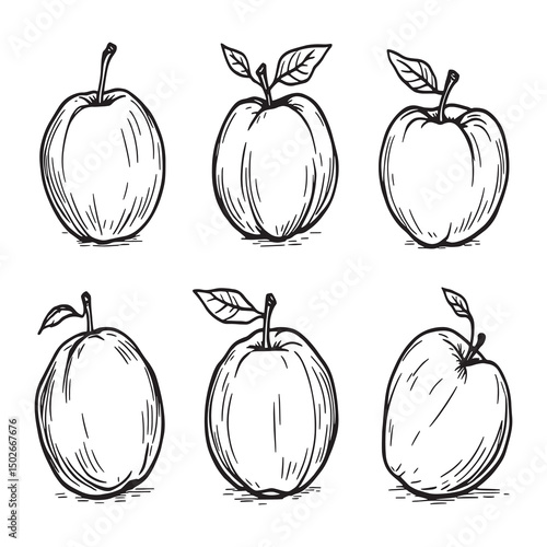 Minimalist nectarine drawing with clean line vector style