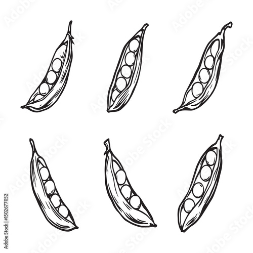 Organic garden peas outlined vector illustration
