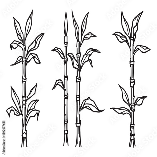 organic sugarcane field farm plant outline minimal style graphic