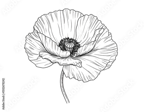 Intricate line drawing of a poppy flower, showcasing delicate petals and stem